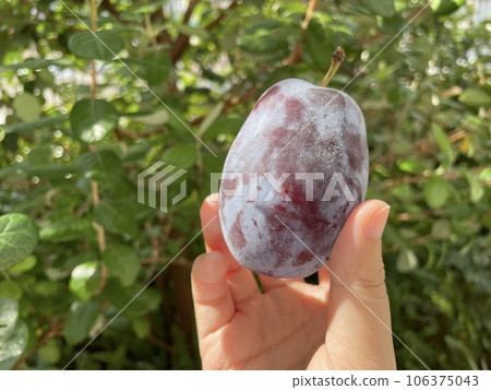 新鮮生李子，藍紫色歐洲李子，新鮮水果 106375043