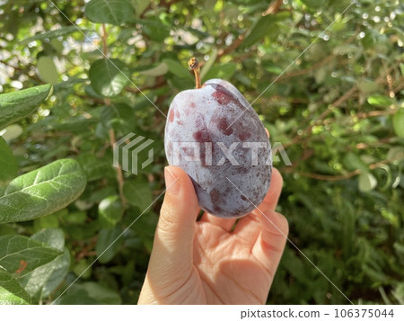 Fresh raw plums, bluish-purple European plums, fresh fruit 106375044