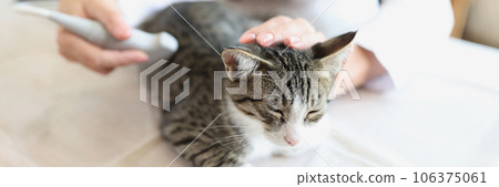 The veterinarian makes an ultrasound of a young cat The veterinarian makes an ultrasound of a young cat 106375061