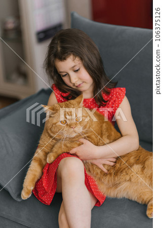 Child girl holds her pet red British cat in her arms and sits with him on the couch at home Child girl holds her pet red British cat in her arms and sits with him on the couch at home 106375126