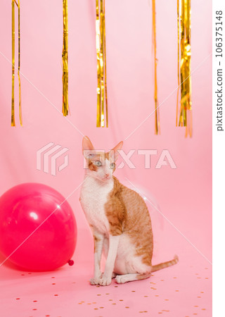 Funny purebred cat cornish rex for a birthday with balloons and a gift on a pink background 106375148