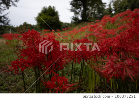 Haguroyama Park Cluster amaryllis 106375251