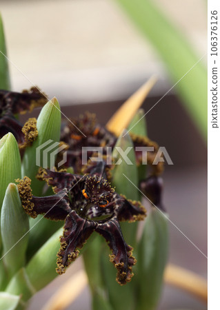 Ferraria crispa flowers and buds 106376126