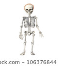 skeleton of the man 106376844