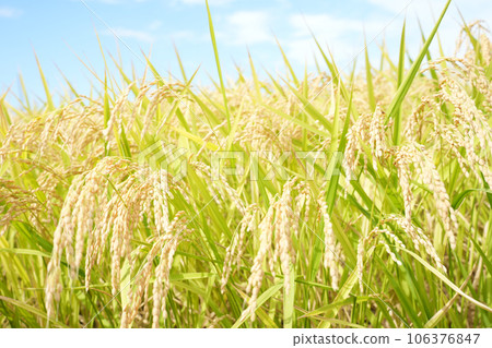 Autumn rice field scenery waiting for harvest 106376847