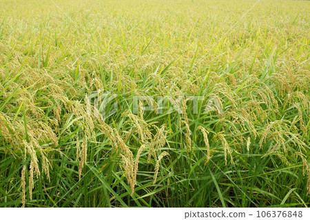 Autumn rice field scenery waiting for harvest 106376848