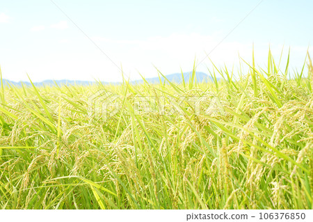 等待收穫的秋天稻田景色 等待收穫的秋天稻田景色 106376850