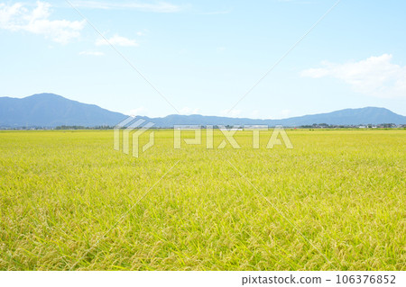 等待收穫的秋天稻田景色 等待收穫的秋天稻田景色 106376852