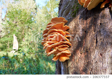 Close-up view of tree fungus sulphur polypore, sulphur shelf or chicken mushroom (Laetiporus sulphureus) 106377337