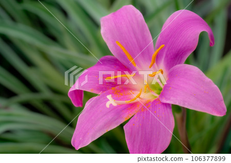 Garden flower Haranthus Garden flower Haranthus 106377899