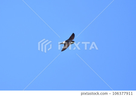 Swallows flying in the blue sky 106377911