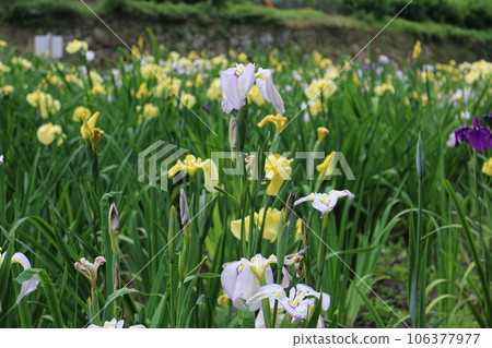 福山平谷谷花書園 106377977