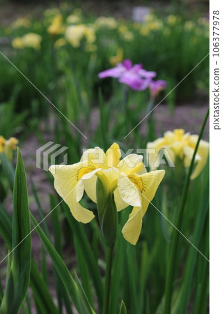 福山平谷谷花書園 106377978