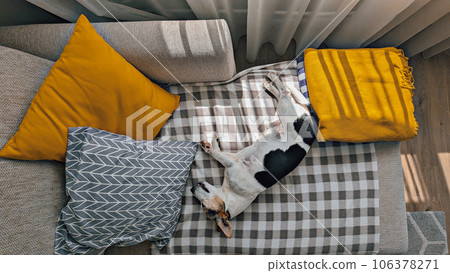Jack Russell, senior dog, is napping on sofa with yellow pillows and plaid, overhead view. concept of autumn melancholy and cozy feelings at home 106378271