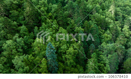 Beautiful forest landscape in Sichuan,China 106378410