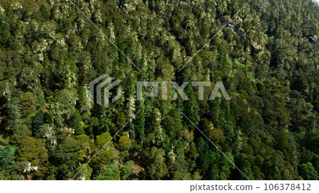 Beautiful forest landscape in Sichuan,China Beautiful forest landscape in Sichuan,China 106378412