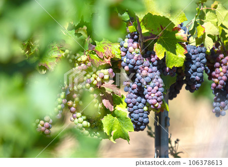 French vineyard during summertime, selective focus 106378613
