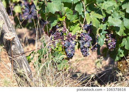 French vineyard during summertime, selective focus 106378616