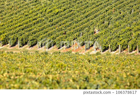 French vineyard during summertime, selective focus 106378617