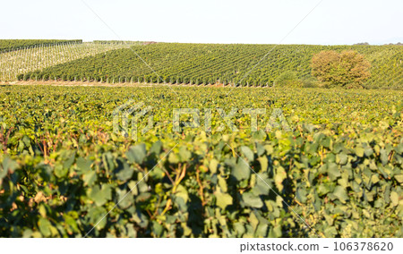 French vineyard during summertime, selective focus 106378620