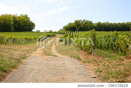 French vineyard during summertime, selective focus 106378628