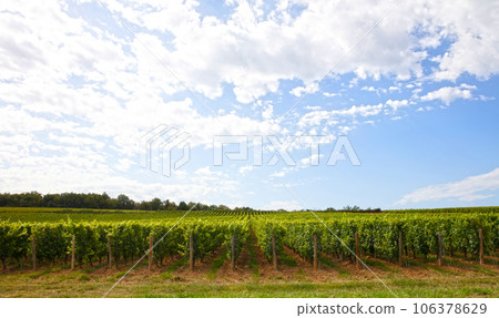 French vineyard during summertime, selective focus 106378629