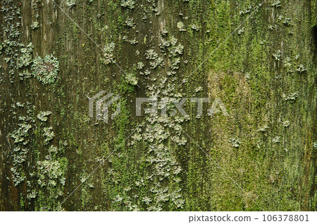 background, texture - surface covered with lichens and moss 106378801