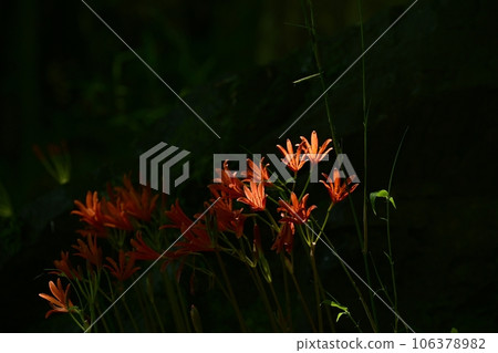 禦比木山公園渥太華自然保護區盛開的狐狸剃須刀 禦比木山公園渥太華自然保護區盛開的狐狸剃須刀 106378982