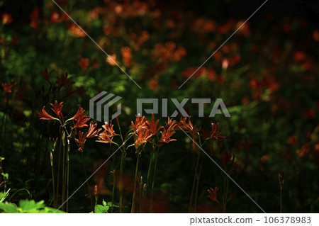 禦比木山公園渥太華自然保護區盛開的狐狸剃須刀 106378983