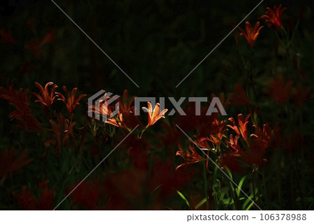 禦比木山公園渥太華自然保護區盛開的狐狸剃須刀 禦比木山公園渥太華自然保護區盛開的狐狸剃須刀 106378988