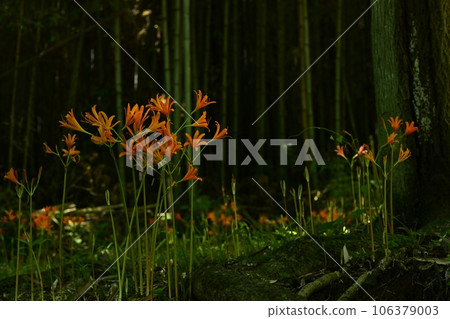 禦比木山公園渥太華自然保護區盛開的狐狸剃須刀 106379003