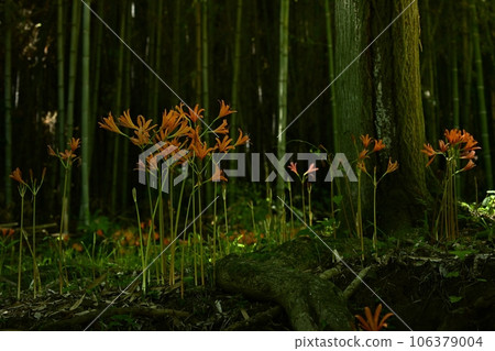 禦比木山公園渥太華自然保護區盛開的狐狸剃須刀 禦比木山公園渥太華自然保護區盛開的狐狸剃須刀 106379004