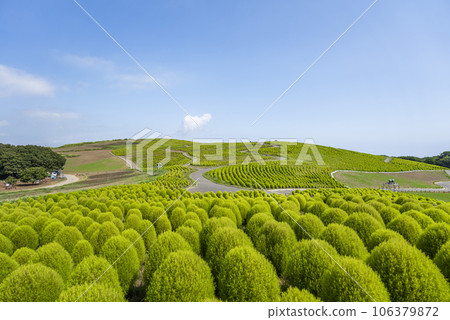 茨城縣常陸那珂市夏季的常陸海濱公園,綠油油的地膚 茨城縣常陸那珂市夏季的常陸海濱公園,綠油油的地膚 106379872