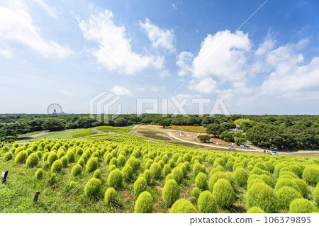 Hitachi Seaside Park in summer, lots of green kochia, Hitachinaka City, Ibaraki Prefecture Hitachi Seaside Park in summer, lots of green kochia, Hitachinaka City, Ibaraki Prefecture 106379895