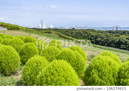 Hitachi Seaside Park in summer, lots of green kochia, Hitachinaka City, Ibaraki Prefecture Hitachi Seaside Park in summer, lots of green kochia, Hitachinaka City, Ibaraki Prefecture 106379915