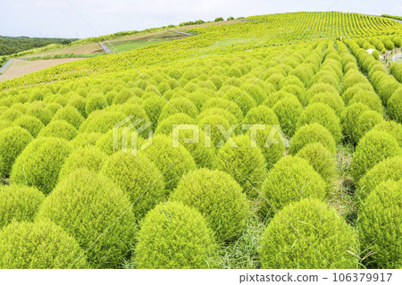 Hitachi Seaside Park in summer, lots of green kochia, Hitachinaka City, Ibaraki Prefecture Hitachi Seaside Park in summer, lots of green kochia, Hitachinaka City, Ibaraki Prefecture 106379917