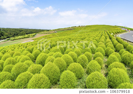 Hitachi Seaside Park in summer, lots of green kochia, Hitachinaka City, Ibaraki Prefecture 106379918