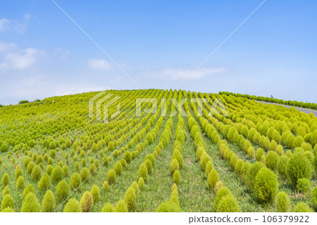 Hitachi Seaside Park in summer, lots of green kochia, Hitachinaka City, Ibaraki Prefecture 106379922