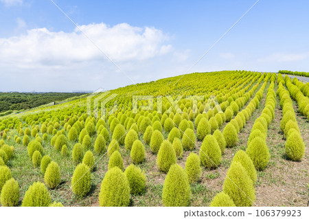 Hitachi Seaside Park in summer, lots of green kochia, Hitachinaka City, Ibaraki Prefecture 106379923