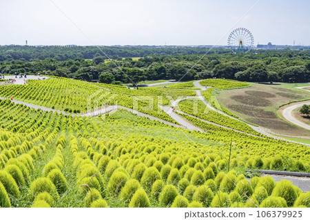 茨城縣常陸那珂市夏季的常陸海濱公園,綠油油的地膚 茨城縣常陸那珂市夏季的常陸海濱公園,綠油油的地膚 106379925
