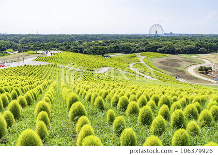 茨城縣常陸那珂市夏季的常陸海濱公園,綠油油的地膚 茨城縣常陸那珂市夏季的常陸海濱公園,綠油油的地膚 106379926