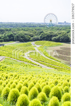 茨城縣常陸那珂市夏季的常陸海濱公園，綠油油的地膚 106379927
