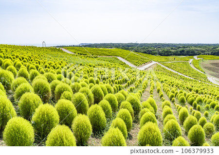Hitachi Seaside Park in summer, lots of green kochia, Hitachinaka City, Ibaraki Prefecture 106379933