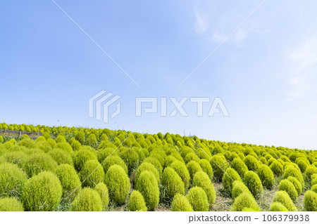 Hitachi Seaside Park in summer, lots of green kochia, Hitachinaka City, Ibaraki Prefecture 106379938