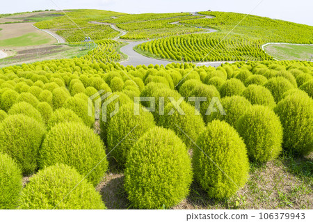 茨城縣常陸那珂市夏季的常陸海濱公園，綠油油的地膚 106379943