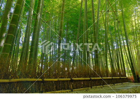 Bamboo temple Hokokuji 106379975