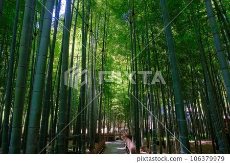 Bamboo temple Hokokuji 106379979