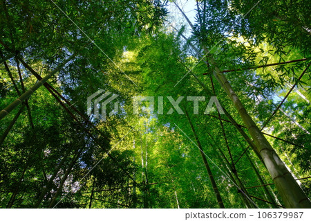 竹寺報國寺 竹寺報國寺 106379987