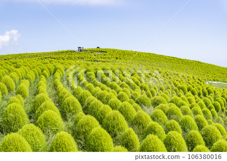 茨城縣常陸那珂市夏季的常陸海濱公園，綠油油的地膚 106380016