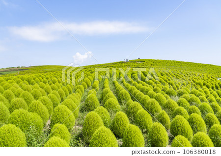 茨城縣常陸那珂市夏季的常陸海濱公園，綠油油的地膚 106380018